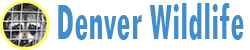 Denver Wildlife